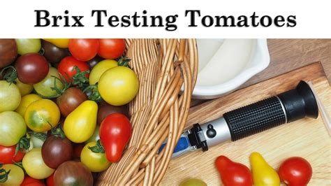 tomato paste brix refractometer|tomato paste concentration formula.